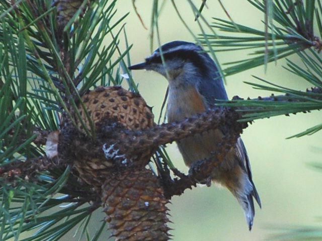 Red-breasted Nuthatch